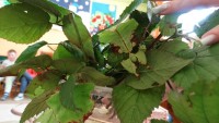 DSC00656